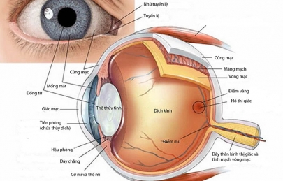 Cấu tạo mắt người: Bộ phận, công năng, cơ chế hoạt động của mắt